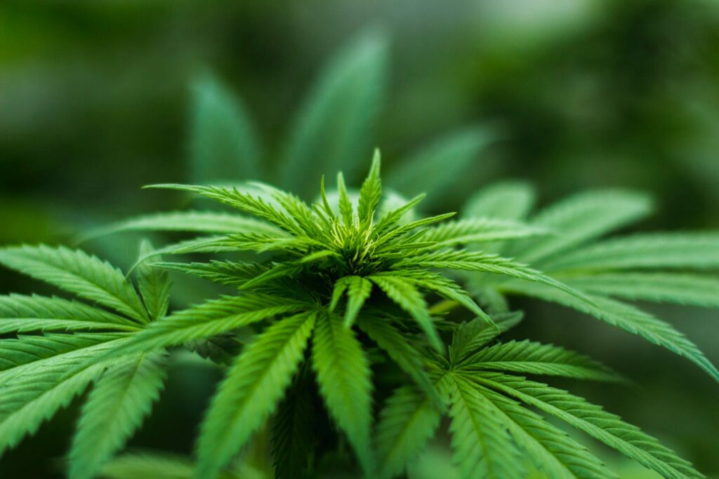 The Newest Darling of Cannabis Industry: CBD Hemp Flower