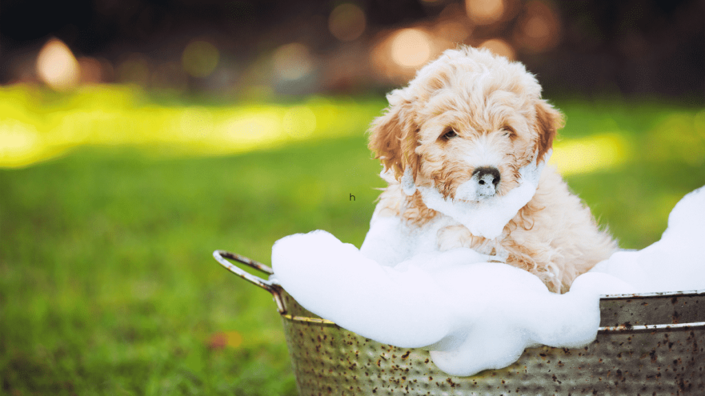 WHY TYKE USES SHAMPOO?