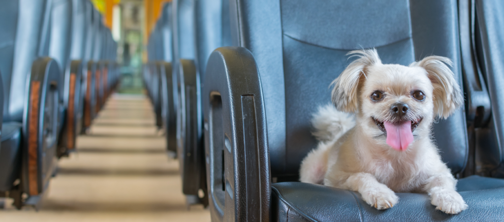 Pet Transportation That Is Dependable & Safe.