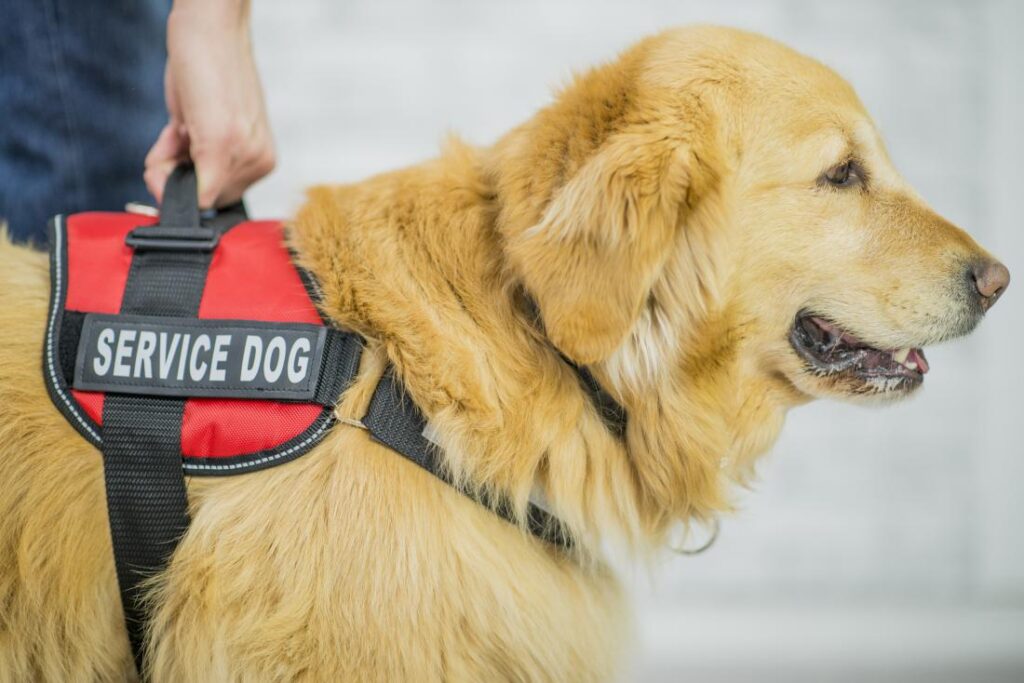 Can Service Dogs Help One With Anxiety?