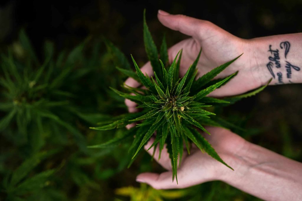 The Growing Trend of THCA Flower: Antioxidant Advantages for a Better you