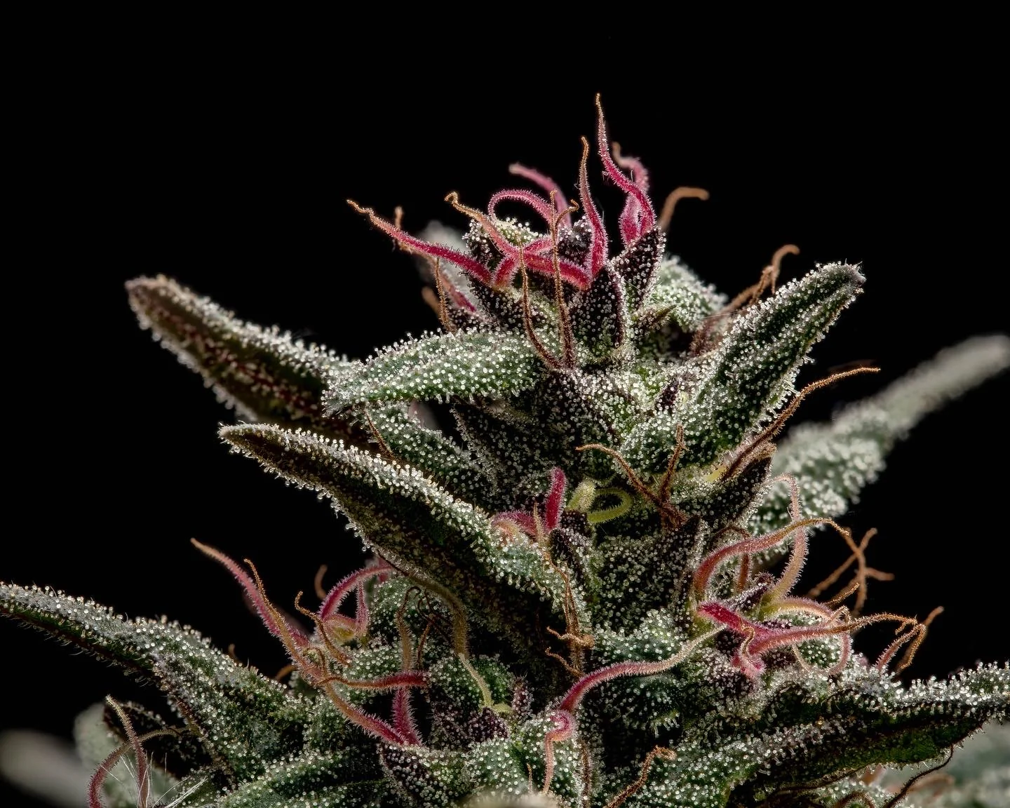 Maximize Personal Preferences By Exploring THCA Flower Potency And Profiles